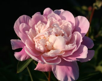 May include: A close-up of a fully bloomed peony flower. The flower has multiple layers of soft pink petals with a lighter pink center. The background is dark green and black, with sunlight highlighting the flower.
