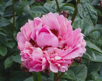 Peony 'The Fawn' | Double Pink Paeonia, Fragrant