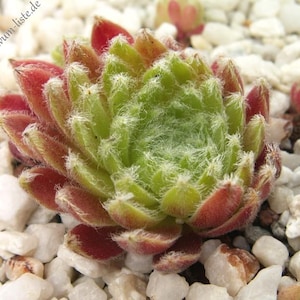 Sempervivum &#39;Miss Monica&#39; | Fuzzy Hens and Chicks | Evergreen Succulent Groundcover | Drought Tolerant | USDA Zones 4-9