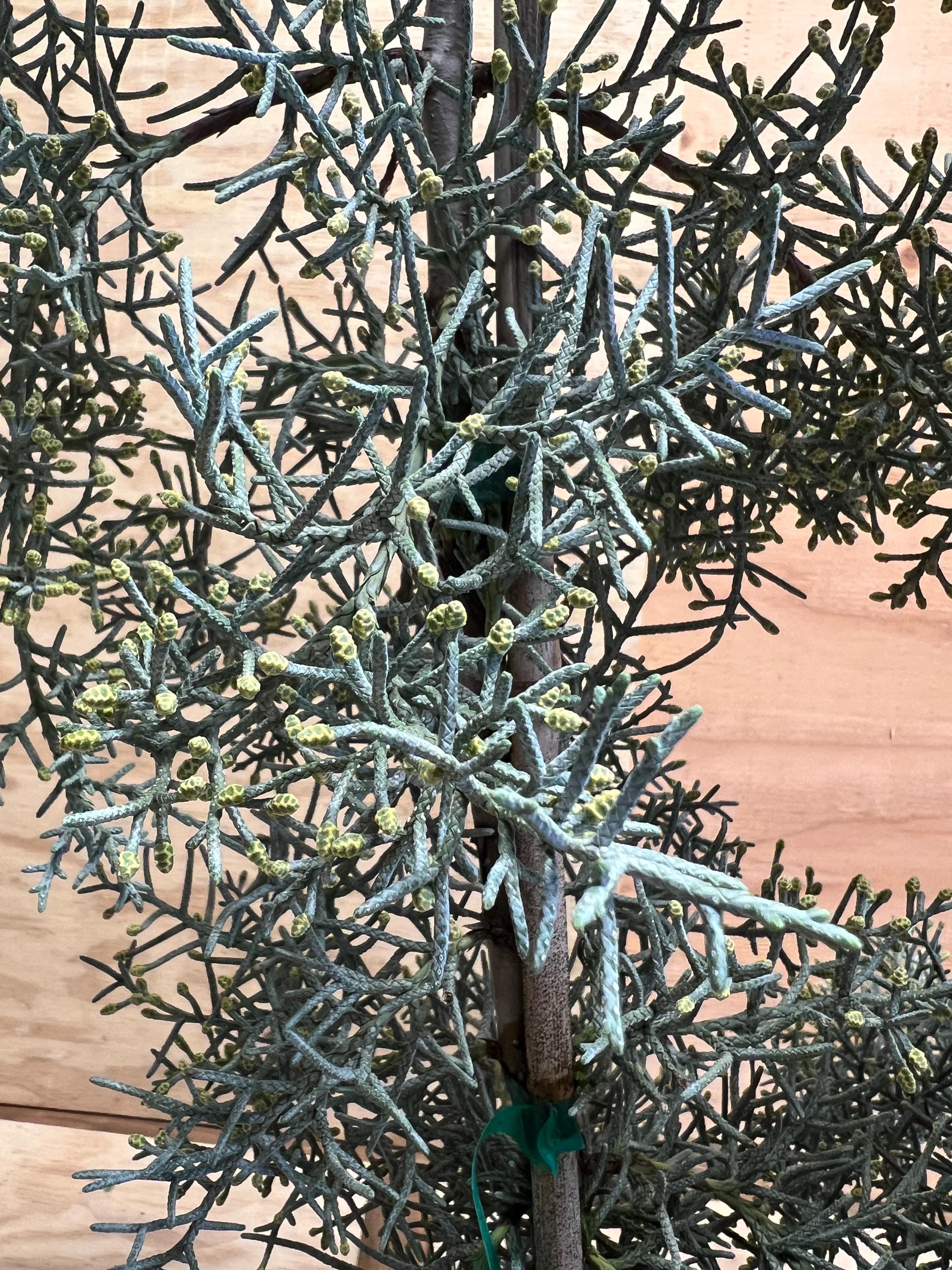 Cupressus Arizonica 'blue Ice' | Arizona Cypress, Evergreen