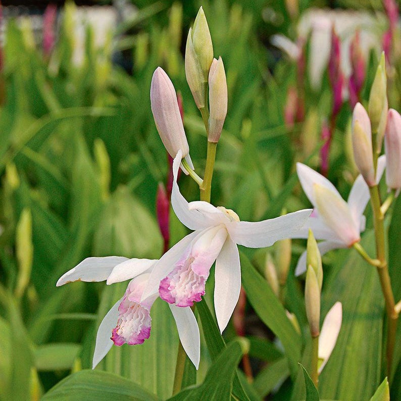 Bletilla striata 'Kuchibeni' Chinese Ground Orchid