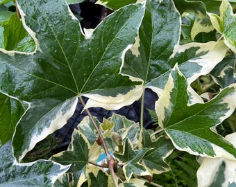 Fatshedera Angyo Star | Japanese Aralia, Unique Shade-Loving Plant