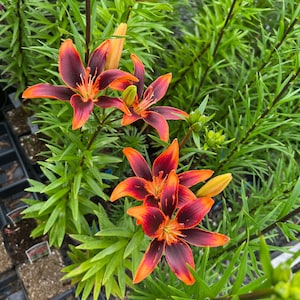 Lilium A 'forever Susan' | Bicolor Asiatic Lily, Bold Unique Cut Flower -  Etsy Canada