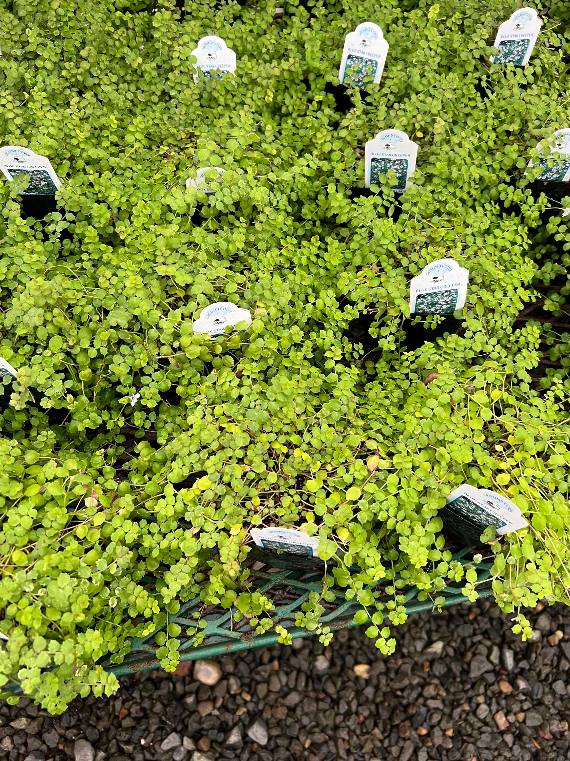 CLUB PAROLE ピステ上下 グリーン150センチ Pratia Pedunculata | Laurentia | Blue Star Creeper Groundcover