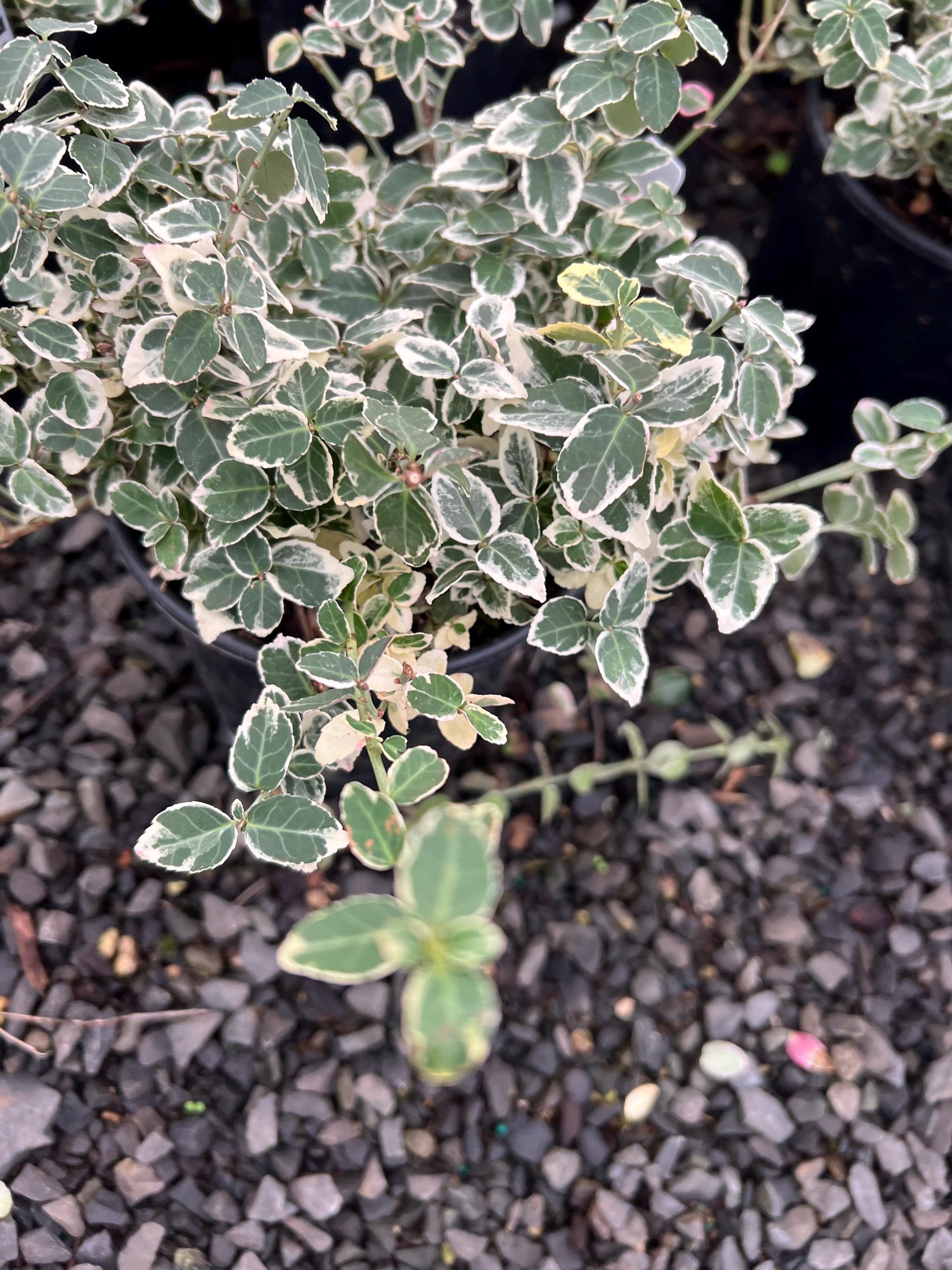 Euonymus Fortunei 'emerald Gaiety' | Wintercreeper | Evergreen