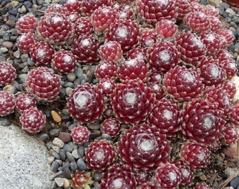 Sempervivum &#39;Mona Lisa&#39; | Small Brick Red Hens and Chicks | Evergreen Succulent Groundcover | Drought Tolerant | USDA Zones 4-9