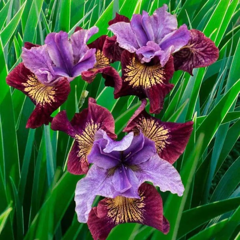 Iris sibirica 'Peacock Butterfly Miss Apple'