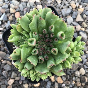 May include: A close-up of a green succulent plant in a black pot. The plant has tightly packed, textured leaves with reddish-brown edges. The succulent is surrounded by small, gray and brown pebbles.