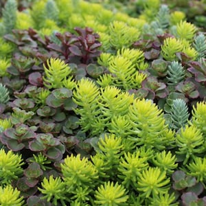 Sedum Varieties | Multiple Different Varieties | Grower’s Choice Sedum Cuttings | Cold-Hardy Succulent Groundcovers