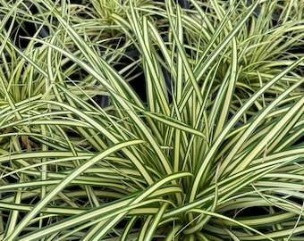 Carex EVERCOLOR ‘Evergold’ | Variegated Japanese Sedge, Evergreen Ornamental Grass