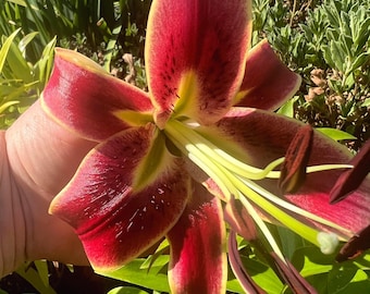 Lilium O 'scheherazade' | Deep Red Bicolor Oriental Lily, Fragrant