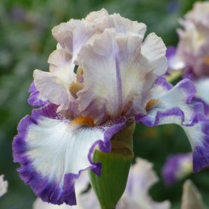 PRE-ORDER Fall Bulbs - Iris &#39;Grays Peak&#39; | White & Purple Bearded Iris | Reblooming Perennial | 1 bareroot rhizome | USDA Zones 3–9