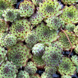 May include: A close-up of a group of green and burgundy succulent plants. The plants are arranged in a tight cluster, with their leaves overlapping each other. The leaves are fleshy and have a slightly pointed tip. The plants are in a black tray.