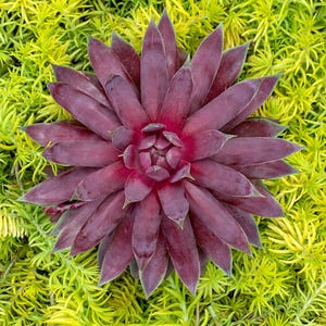 Sempervivum SUPERSEMPS &#39;Ruby&#39; | Bright Red Giant Hens and Chicks | Evergreen Succulent | Drought Tolerant | USDA Zones 4-9