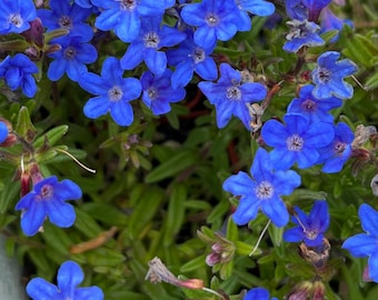 Lithodora ‘Grace Ward’ | Cobalt Blue Star-Shaped Flowers, Evergreen Groundcover