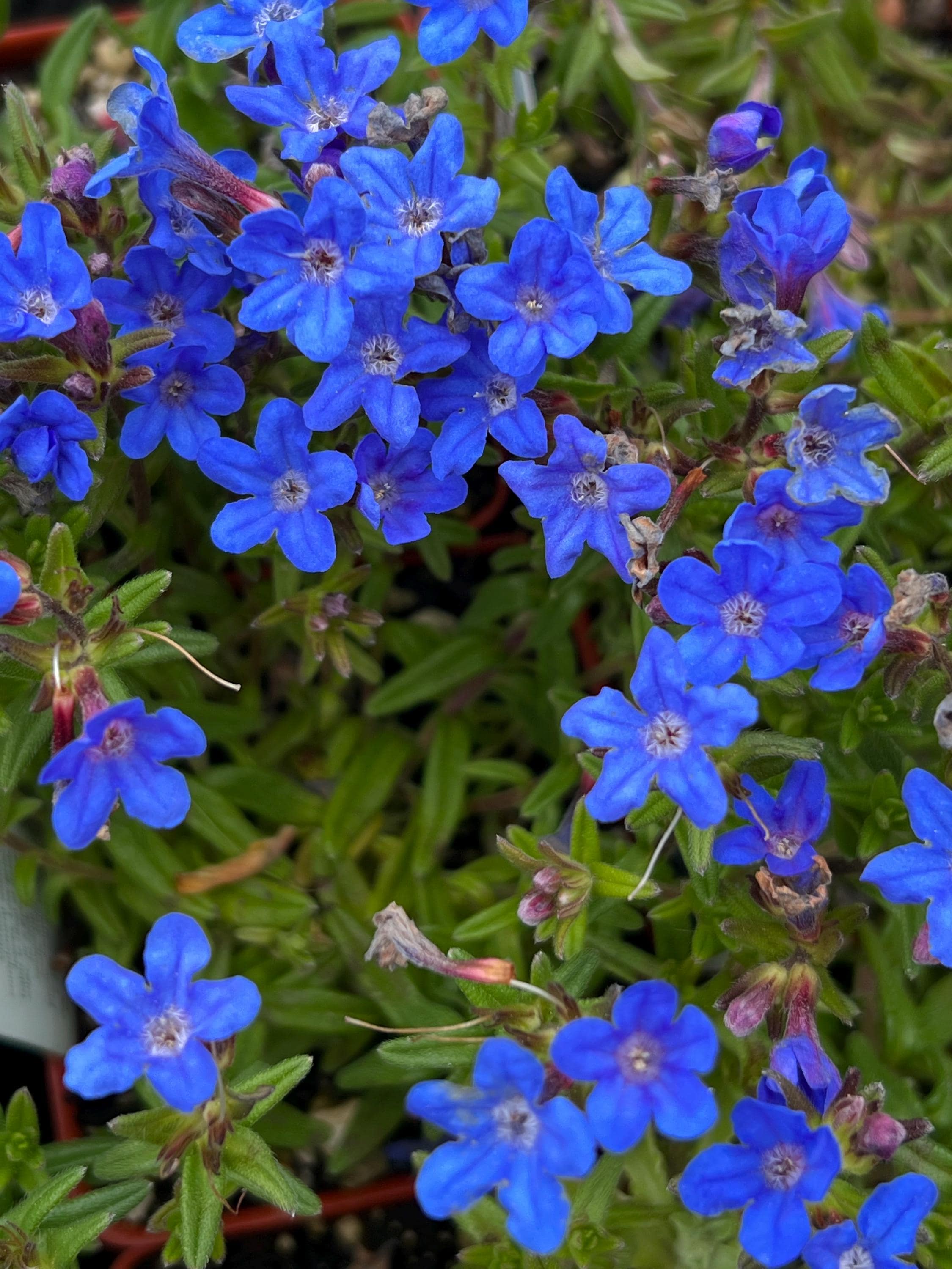 Lithodora 'grace Ward' | Cobalt Blue Star-shaped Flowers