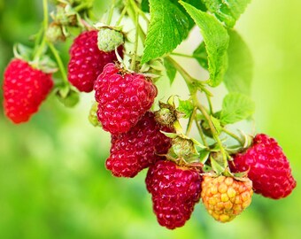 May include: Close-up of ripe red raspberries on a green branch with green leaves. Some of the raspberries are a deep red color, while others are a lighter, yellowish-red. The background is a soft, blurred green.