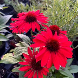 Echinacea SOMBRERO Sangrita PP30138, Red Coneflower
