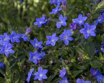 Lithodora ‘Grace Ward’ | Evergreen Groundcover | Cobalt Blue Star-Shaped Flowers | USDA Zones 6–9