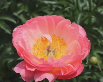 Peony 'Coral Charm' | Double Paeonia | Bare Root