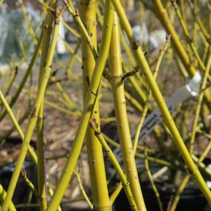 May include: Close-up of a cluster of bright yellow branches, likely from a dogwood tree, with a few small buds visible.