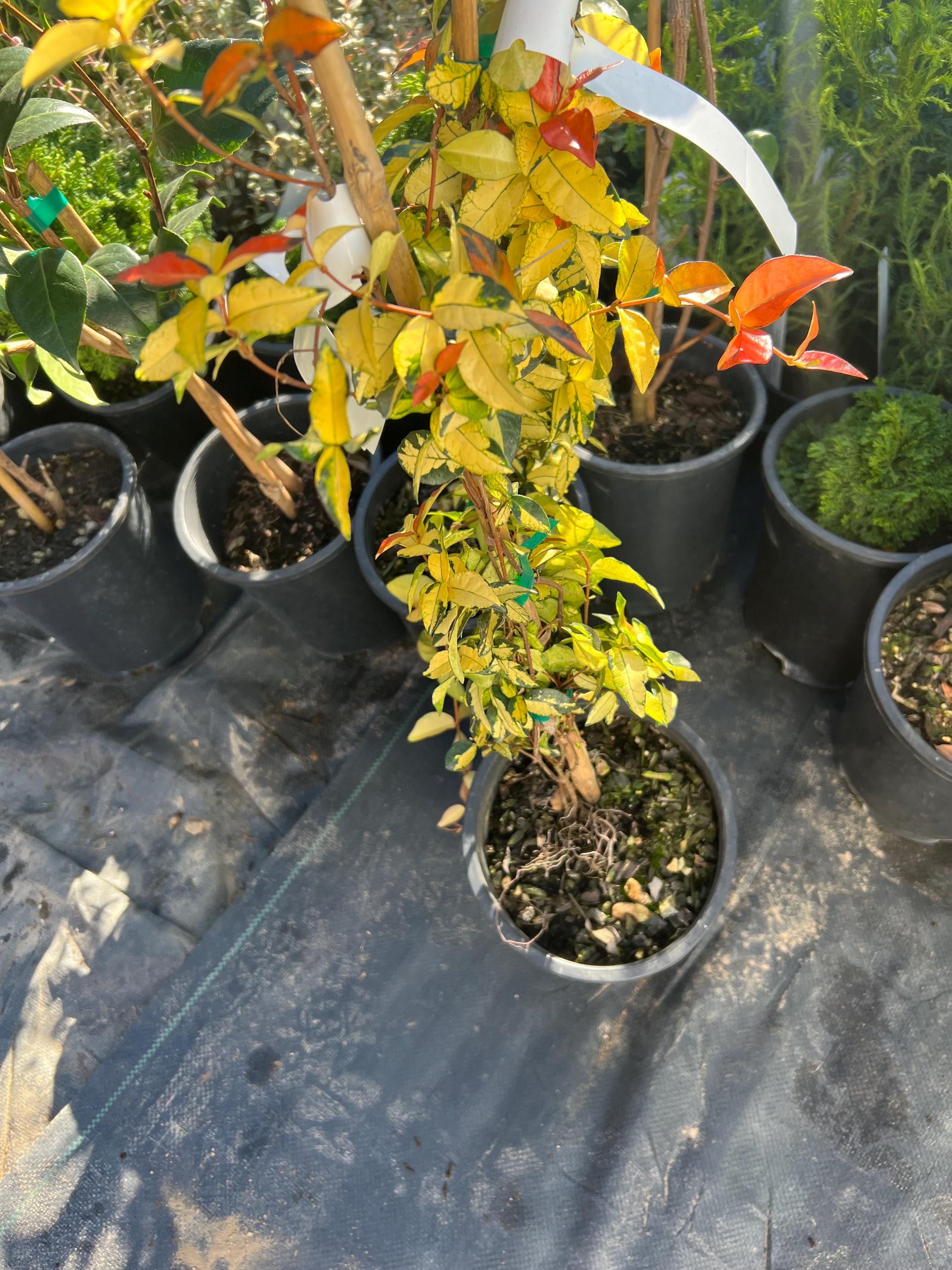 Trachelospermum 'ogon Nishiki' | Gold Brocade Asian Star Jasmine