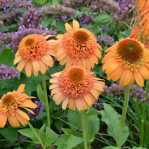 May include: Close-up of orange coneflowers in a garden setting. The flowers have a prominent central cone and downward-curving petals. The background features purple flowers and green foliage, creating a vibrant contrast.