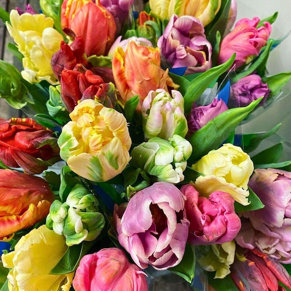 Tulip - 10 Different Tulip Parrot Varieties | Collector's Choice! | Spring Flowering Bulbs - Pre-Chilled