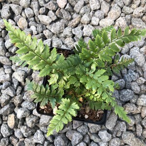 K&ouml;nnte beinhalten: Eine kleine gr&uuml;ne Farnpflanze in einem schwarzen Topf, umgeben von grauem Kies.