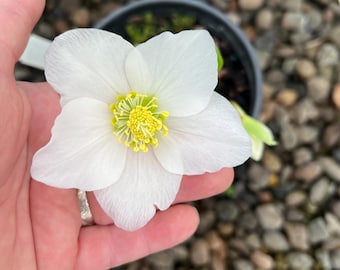 Lenten Rose 'Jacob' | White Christmas Rose, Evergreen Perennial