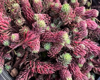 Sedum forsterianum 'Antique Grill' | Feathery Blue Purple Stonecrop Succulent, Evergreen