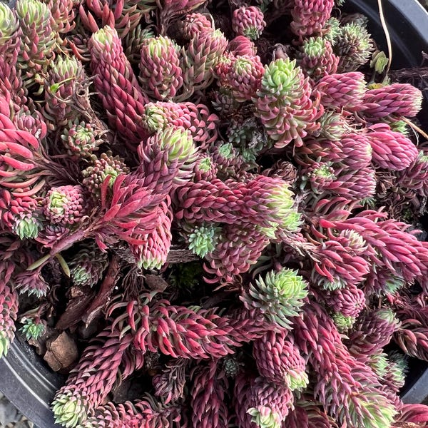 Sedum forsterianum 'Antique Grill' | Feathery Blue Purple Stonecrop Succulent, Evergreen