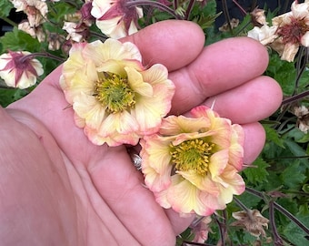 Geum 'Pretticoats Peach' | Avens, Evergreen Perennial - Multiple size options