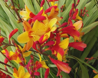 Crocosmia ‘Harlequin’ | Golden Flowering Montbretia