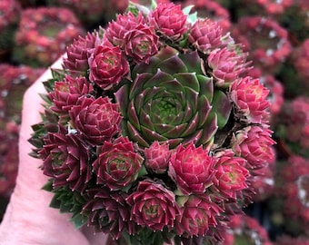Sempervivum 'Colorockz Ruby Lime' | Color Changing Hens and Chicks Succulent