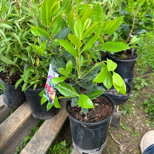 May include: Several potted plants with vibrant green leaves are arranged on a wooden pallet. The plants are in black plastic pots. The leaves have a glossy appearance, and some plants have a tag with colorful illustrations. The background includes other plants and greenery.