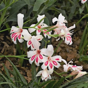 May include: Close-up of white flowers with vibrant red and pink markings. The petals are delicate and gracefully shaped, with a contrasting pattern of red stripes and spots. The flowers are set against a backdrop of green foliage.