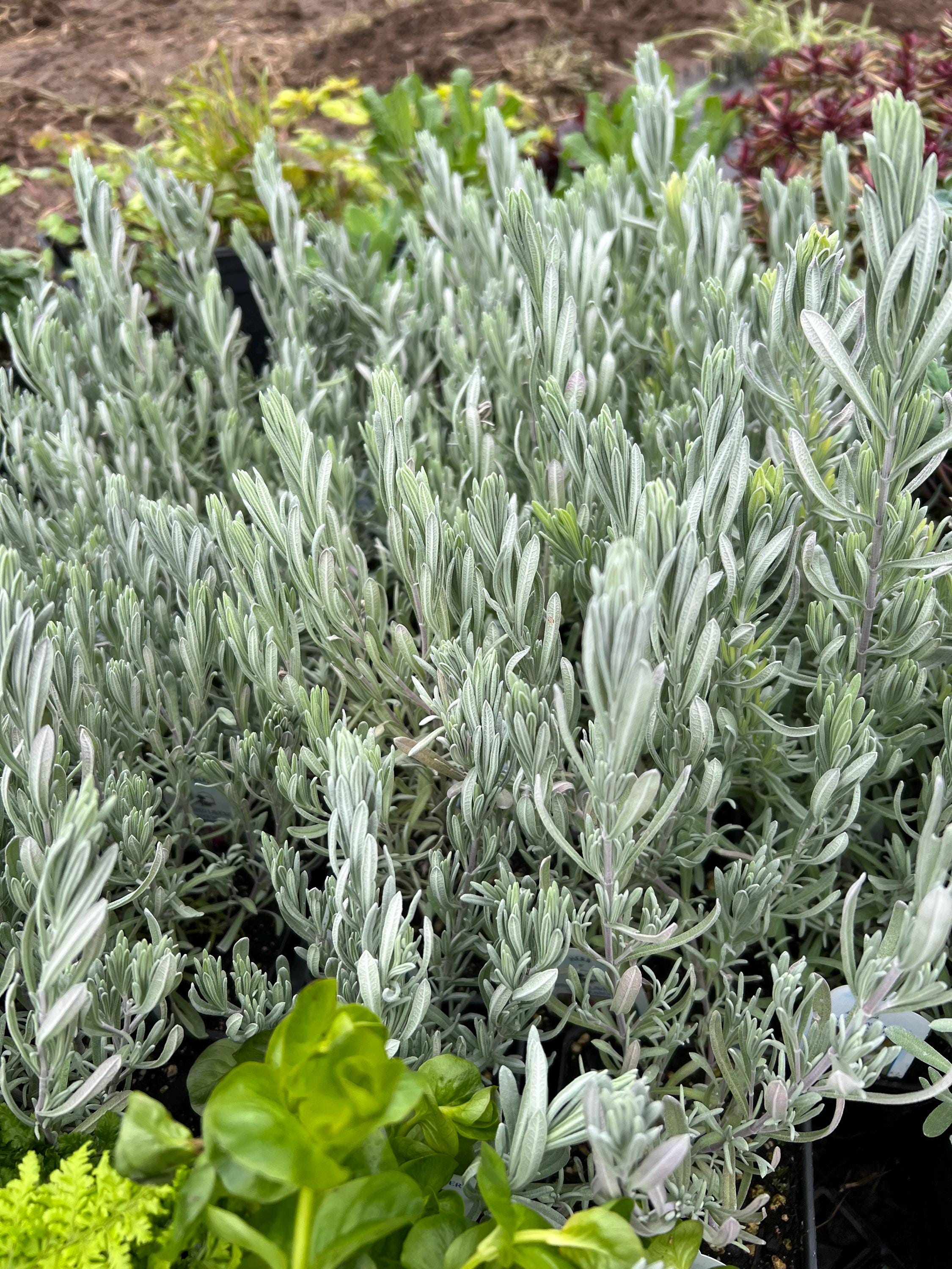 Lavandula Stoechas 'silver Anouk' | Spanish Lavender, Fragrant - Etsy