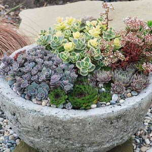 May include: A stone planter filled with a variety of succulents, including green, yellow, and purple varieties. The planter is sitting on a bed of small, gray rocks.
