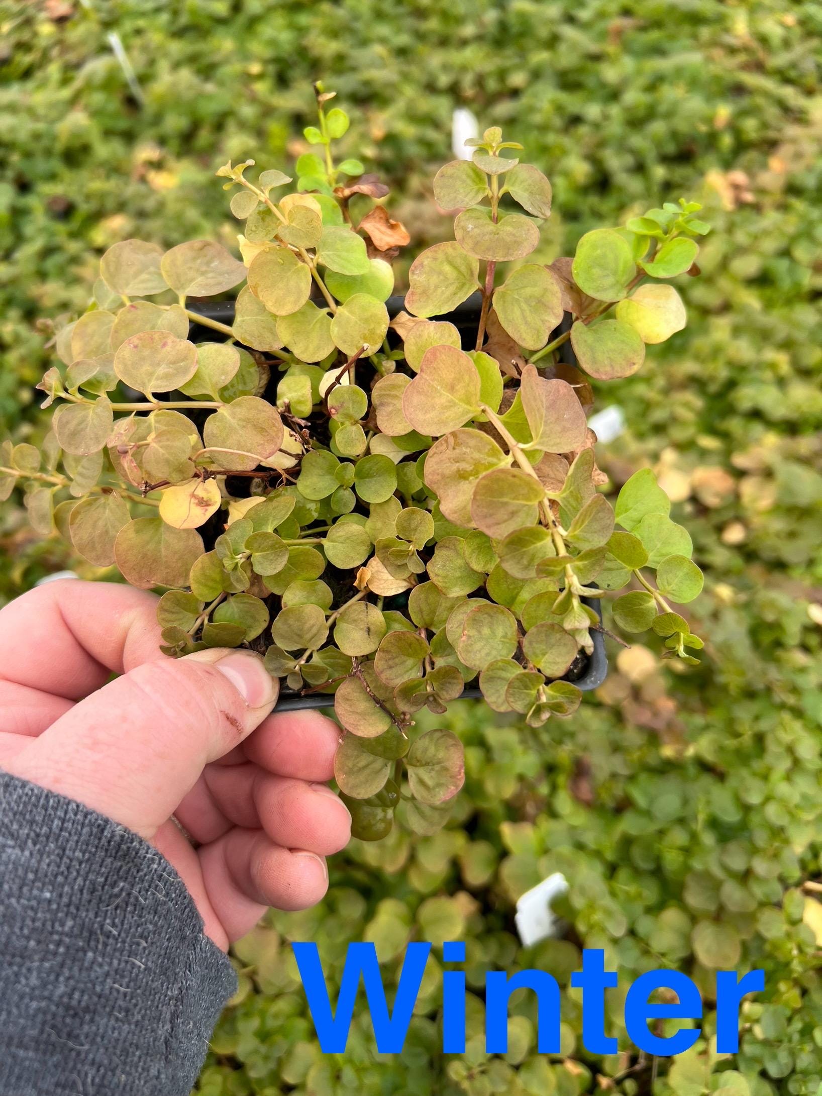 Lysimachia Nummularia 'aurea' | Golden Creeping Jenny, Trailing