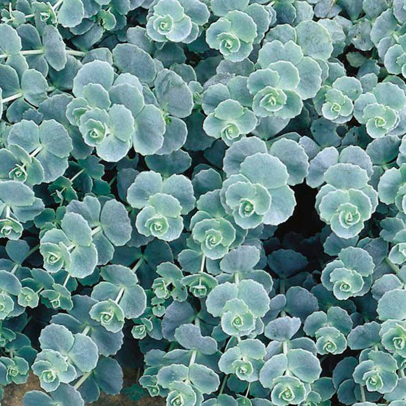 Sedum October Daphne