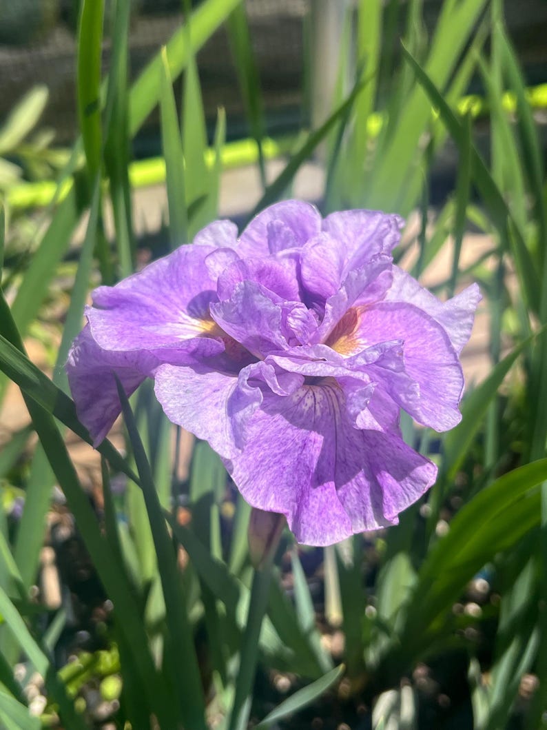Plantingpartners Iris sibirica - Thumbnail 5