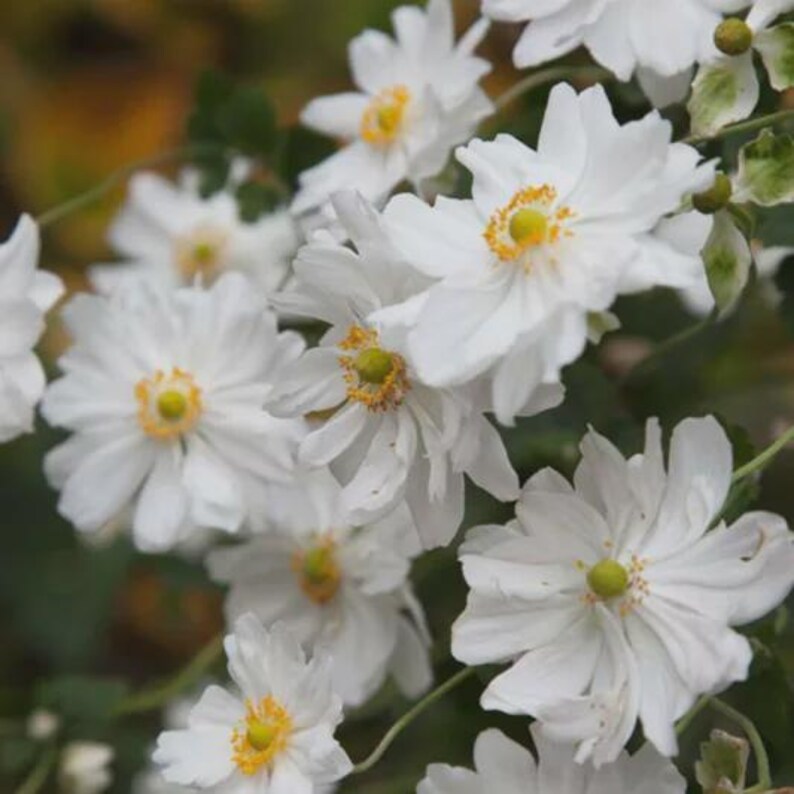 Plantingpartners Anemone Whirlwind - Thumbnail 5