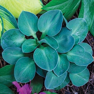 PRE-ORDER Fall Bareroot - Hosta &#39;Blue Mouse Ears&#39; | Miniature Blue Hosta | Shade-Loving Perennial | Flowering Shade Plant | Slug Resistant