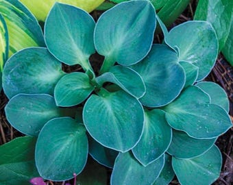 Hosta 'Blue Mouse Ears' | Miniature Blue Plantain Lily - Fall 2026 Pre-Order