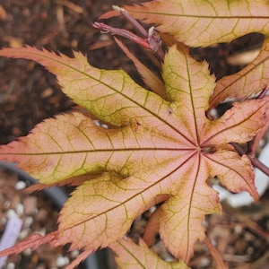 May include: Close-up of a Japanese maple leaf with a star-like pattern. The leaf displays a blend of colors, including shades of green, orange, and red. The veins are prominent, creating a detailed texture. The background is blurred, suggesting a natural setting.