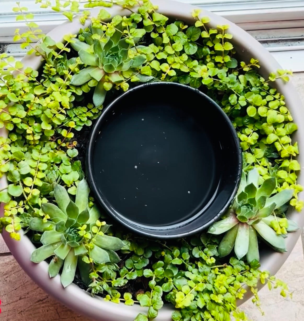 Lysimachia Nummularia 'aurea' | Golden Creeping Jenny, Trailing
