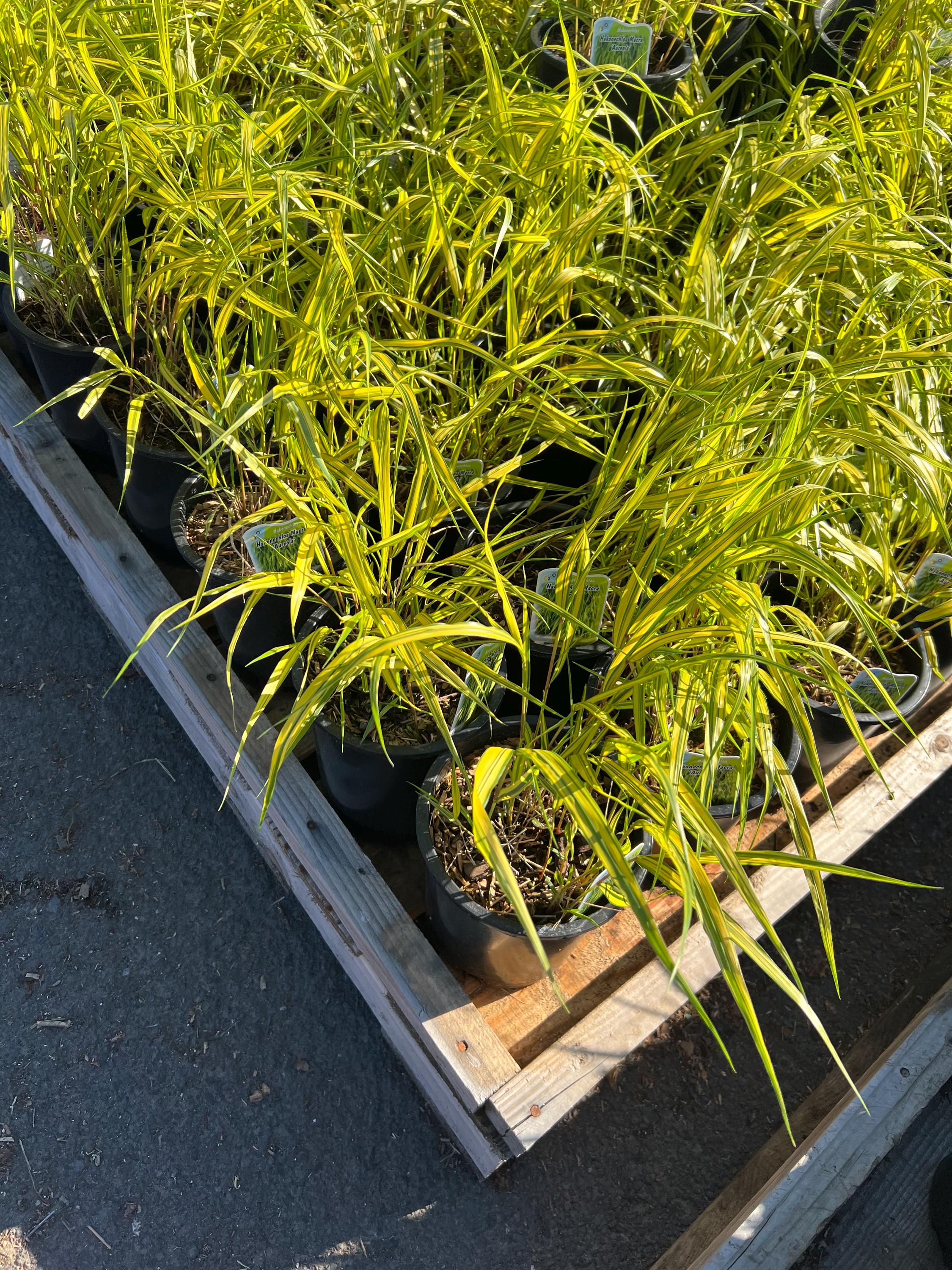 kaze to mori grow table（ネオンイエロー) Hakonechloa Macra 'aureola' | Variegated Japanese Forest Grass - Etsy