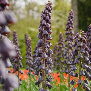 PRE-Order Fall Bulbs - Fritillaria persica | Crown Imperial | Persian Lily | Unique Perennial Bulb | USDA Zones 5-9