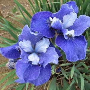 May include: Close-up of vibrant blue iris flowers with white and light blue accents. The petals have a textured appearance, and the flowers are surrounded by green foliage. The image captures the beauty of the iris flower.